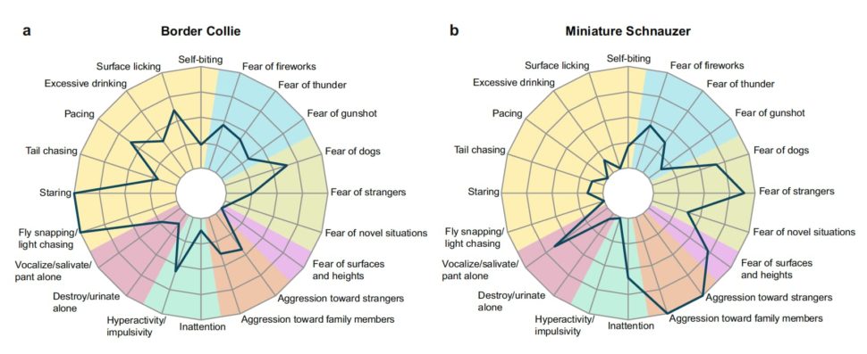 Gráfico com diferenças de comportamento entre raças de cachorro