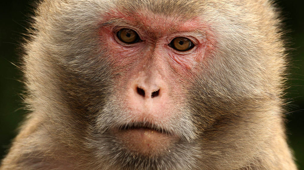 Macaco Rhesus. Crédito: Getty Images