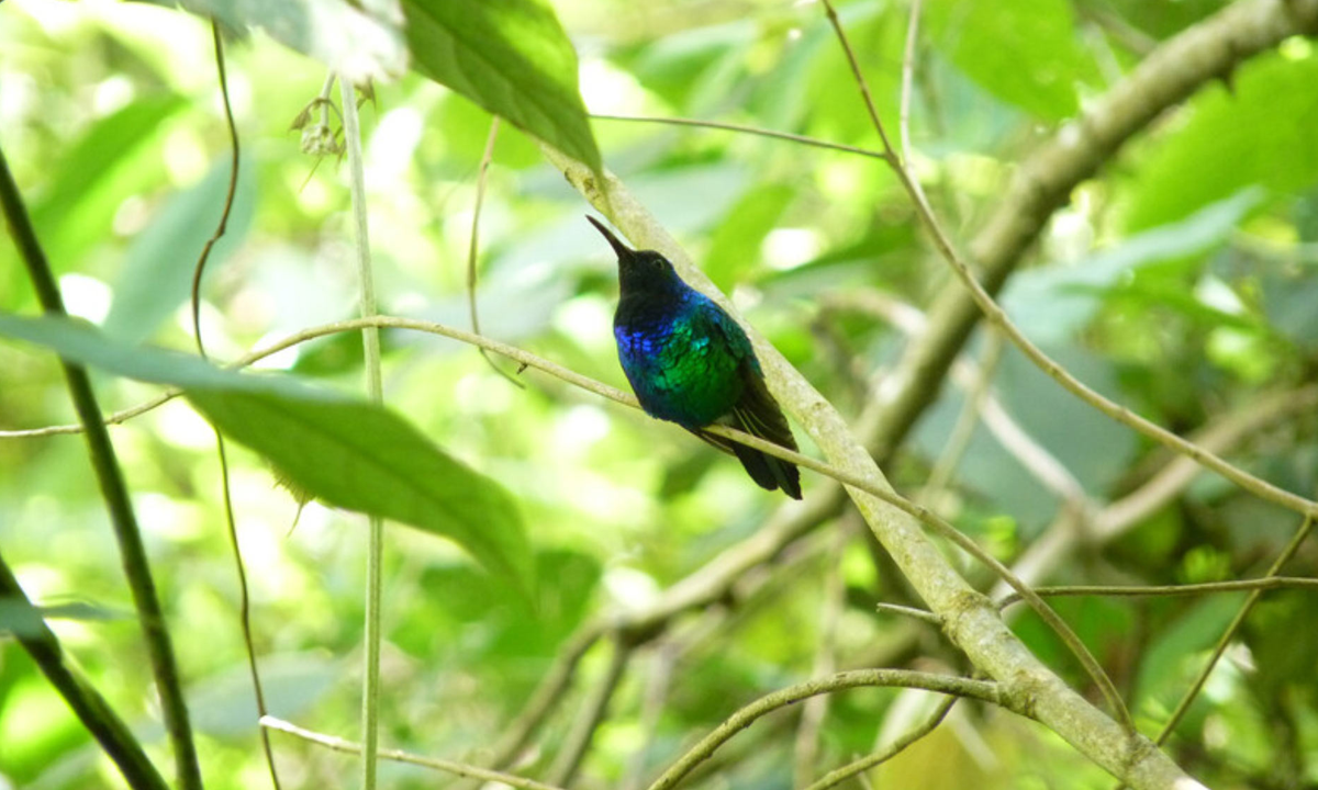 Beija-flor considerado extinto é visto em montanhas colombianas