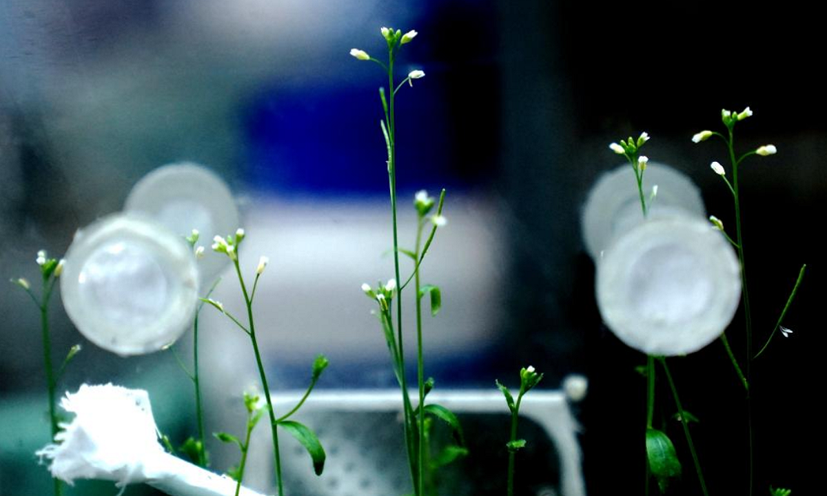 Veja as plantinhas cultivadas pelos astronautas chineses na estação Tiangong