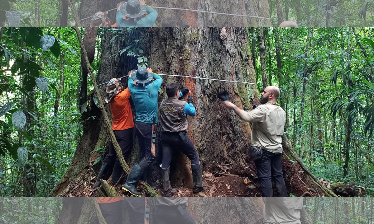 Maior árvore da Amazônia tem 88,5 metros