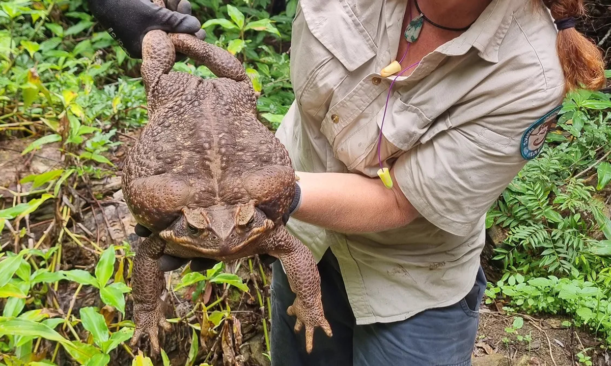 Conheça o sapo-cururu de quase 3kg encontrado na Austrália