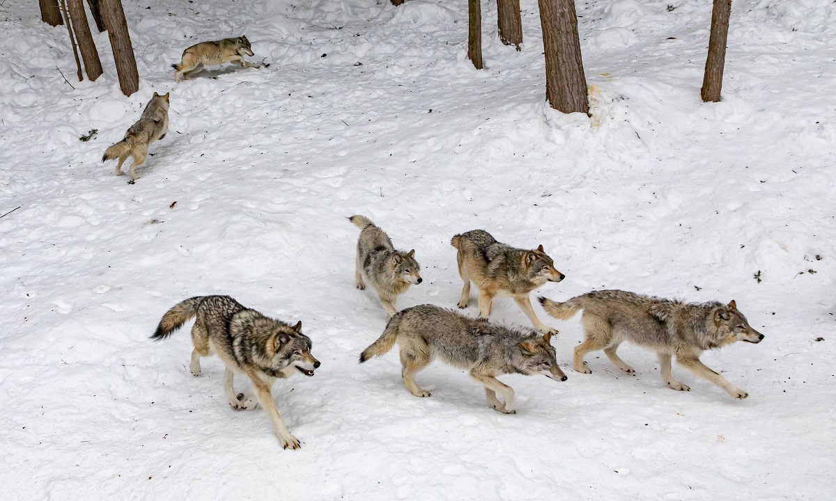 Chernobyl lobos resistentes câncer