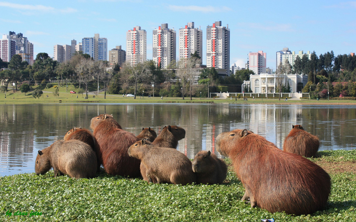 capivaras no parque barigui em curitiba