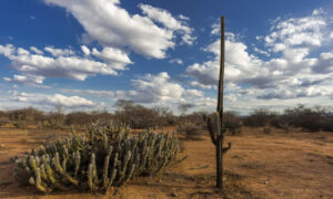 Até 2060, 40% da biodiversidade da Caatinga pode ser afetada pela mudança climática