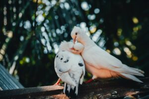 fotografia de casal de pombas