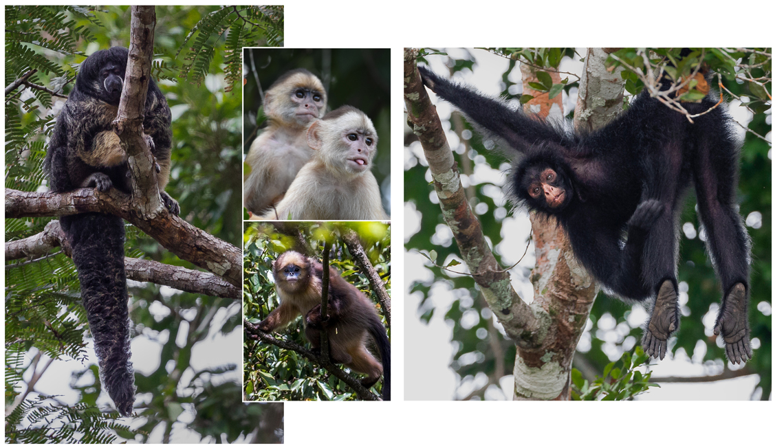 Pouco se sabe sobre o parauaçu-de-vanzolini (Pithecia vanzolinii, à esq.), amazônico como o cairara-de-fronte-branca (Cebus albifrons, no alto), enquanto o híbrido Rhinopithecus brelichi (embaixo) vive na China; o macaco-aranha-da-cara-preta (Ateles chamek, à dir.) está classificado como vulnerável