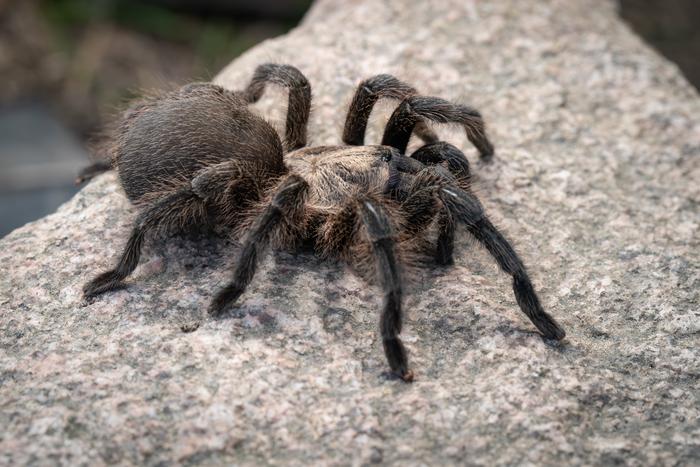 Fotografia da aranha Chaetopelma persianum