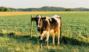 Produção de carne no Brasil é feita sob área de desmatamento ilegal, diz ONG internacional