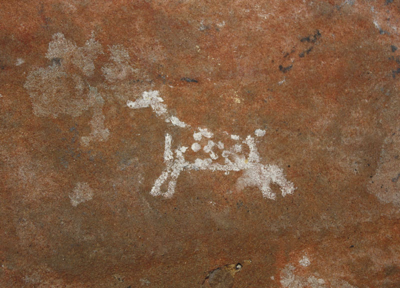 Mamífero representado no sítio Fazenda Alto da Boa Vista, em Pedregulho.