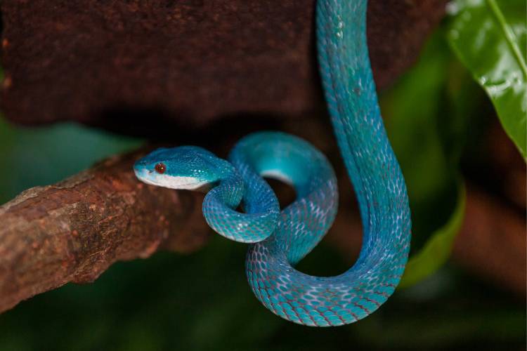 O veneno da serpente Rita Lee pode causar hemorragias e necrose da pele