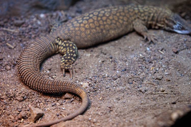 Repleta de espinhos, a cauda desse lagarto é sua principal estratégia de defesa