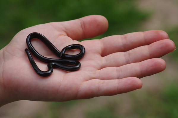 Esta é: a serpente Liotyphlops ternetzii é subterrânea e se alimenta de larvas de formigas e cupinsGuarino Colli? UnB