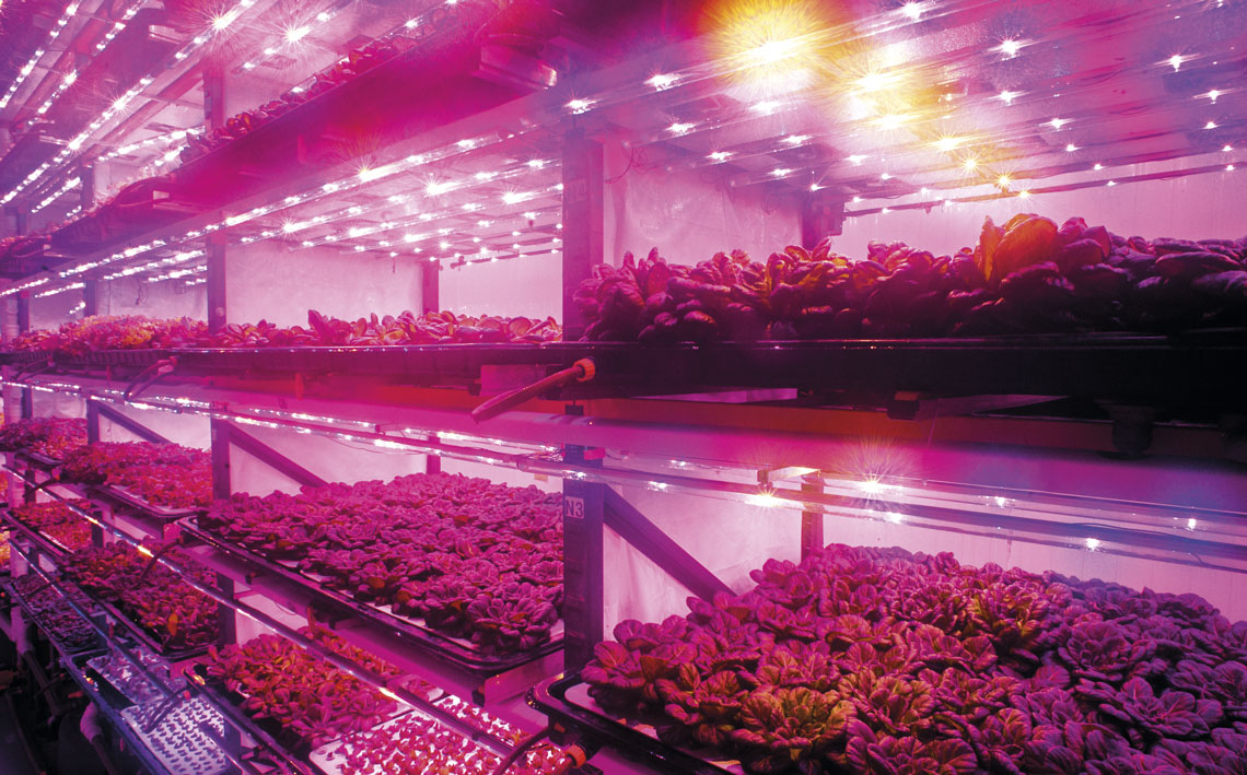 Fazenda vertical da empresa paulista Pink Farms: pesquisas da Nasa contribuíram para aprimorar o uso de luzes LED nessas instalações