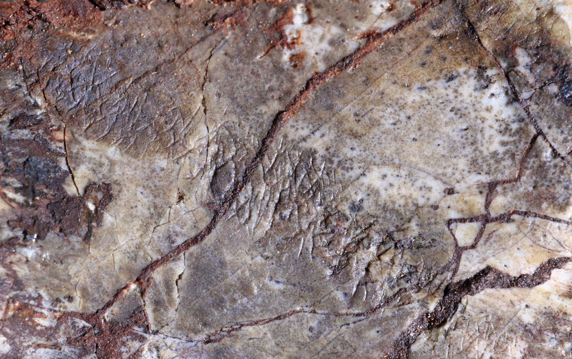 Detalhe de osso fossilizado revela as marcas roídas por insetosLuís Flávio Lopes? UFRGS 