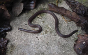 Pesquisadores chineses encontram cobra que não era vista há 30 anos