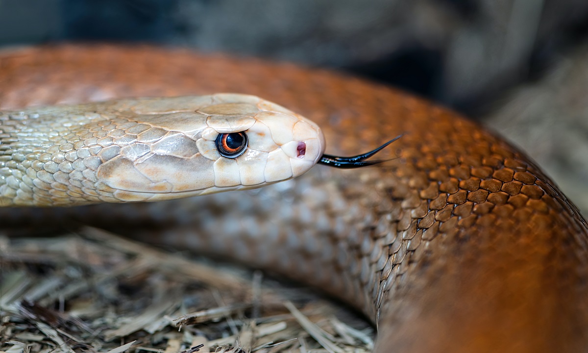 Cobras ficam em alerta mesmo enquanto dormem