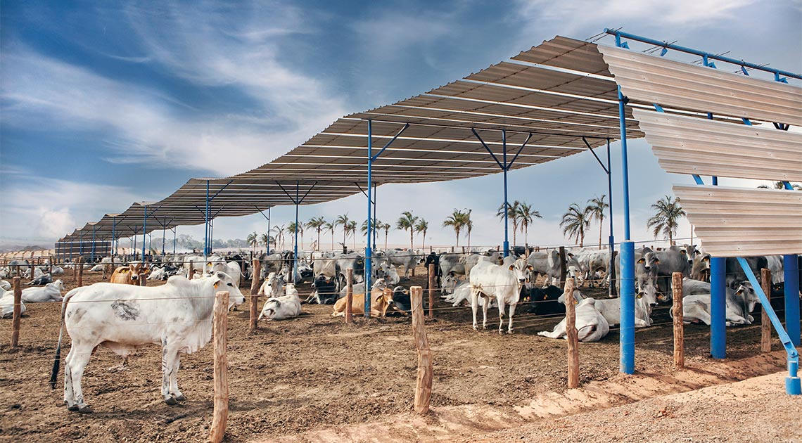 Curral smart shade na fazenda Santa Rosa, em Altair, interior paulista: mais conforto térmico e consumo menor de água