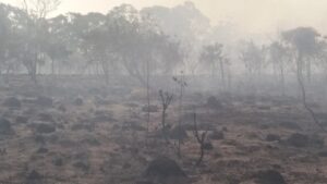 Tratamento com fumaça pode favorecer a germinação de sementes do Cerrado