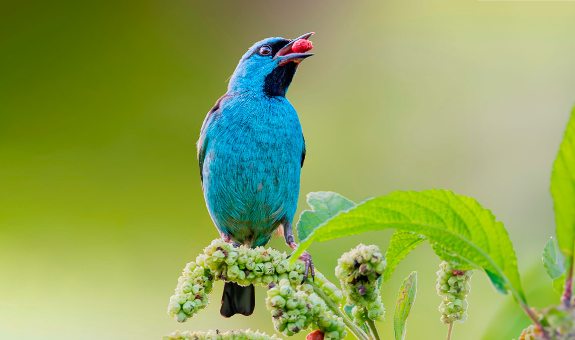 O saí-azul (Dacnis cayana) se alimenta de frutos, mas também néctar e insetos