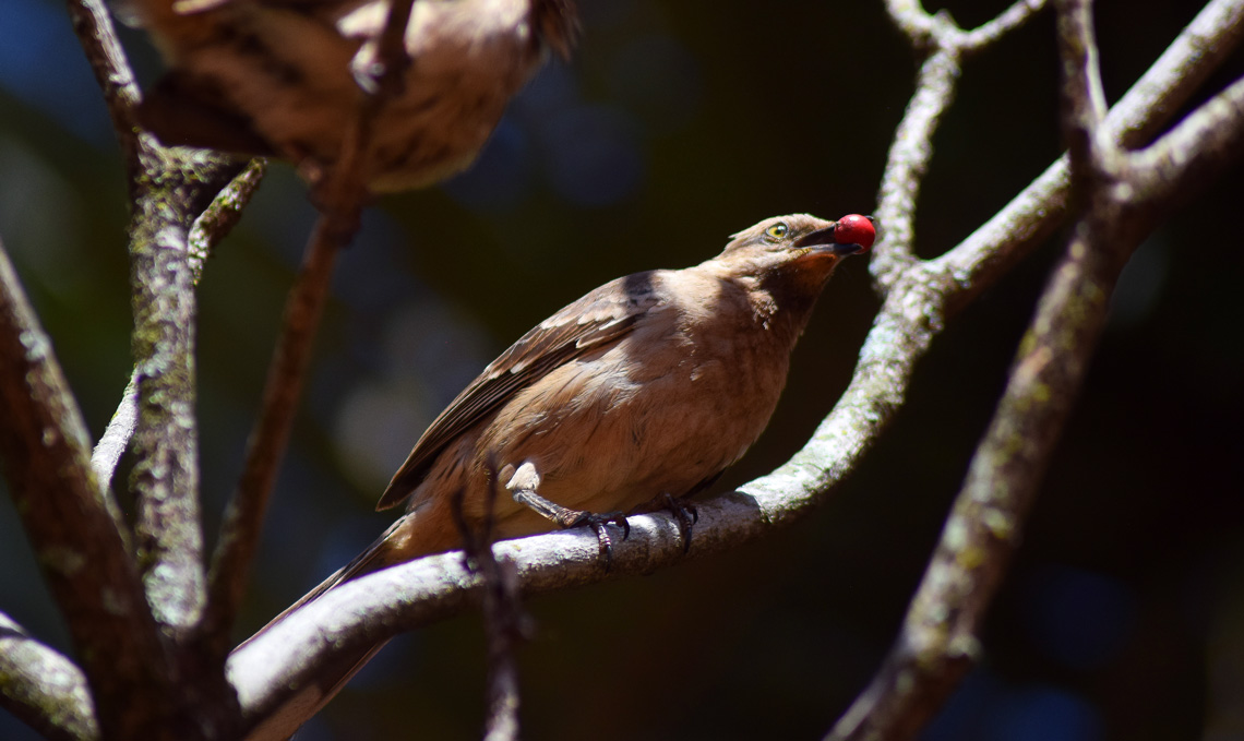 O sabiá-do-campo (Mimus saturninus) habita áreas de campo e urbanas em boa parte do país