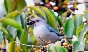 Nos limites de seu ambiente ideal, aves capricham na escolha de alimento