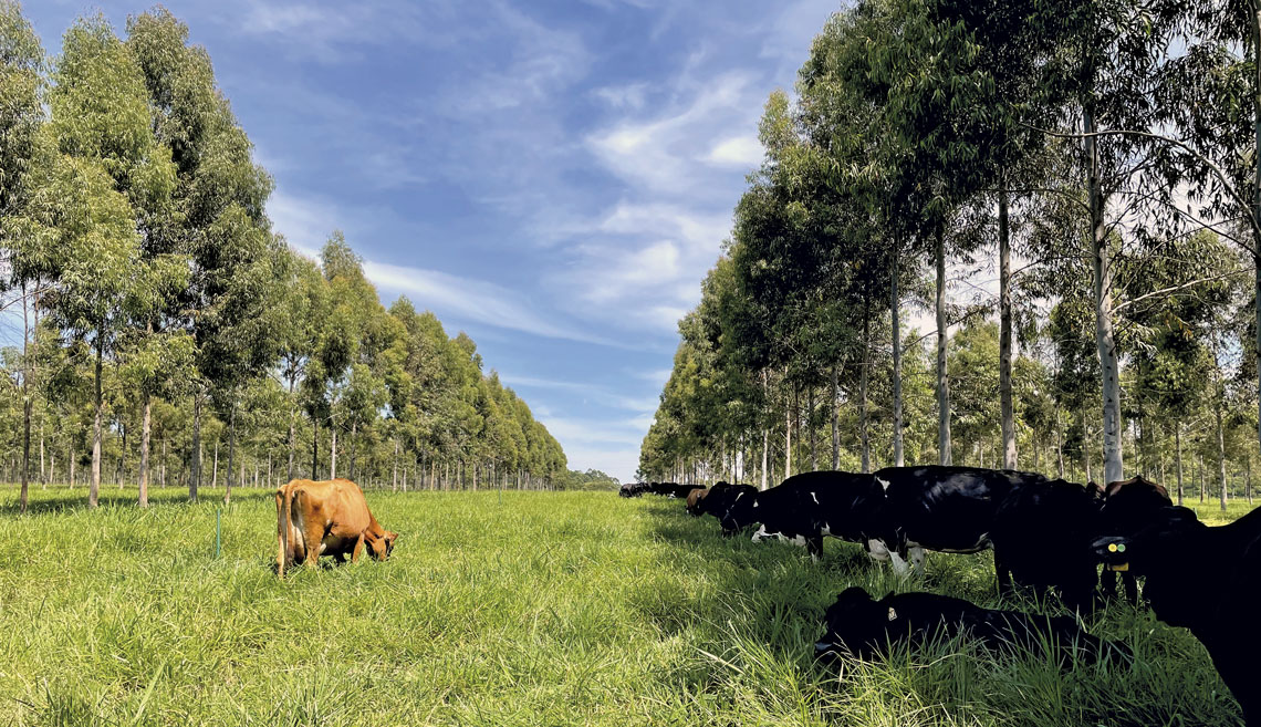 Sistema de integração lavoura-pecuária-floresta é outra estratégia para reduzir a emissão de gases de efeito estufa