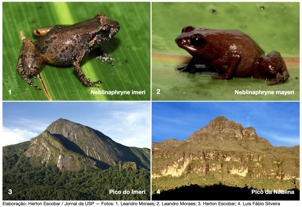 Espécies irmãs: Neblinaphryne imeri e Neblinaphryne mayeri são linhagens que divergiram de um ancestral comum, ocupando grupos de montanhas distintas no norte da Amazônia