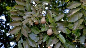 Cápsulas de papelão com sementes de árvores nativas podem auxiliar na restauração ecológica do Cerrado